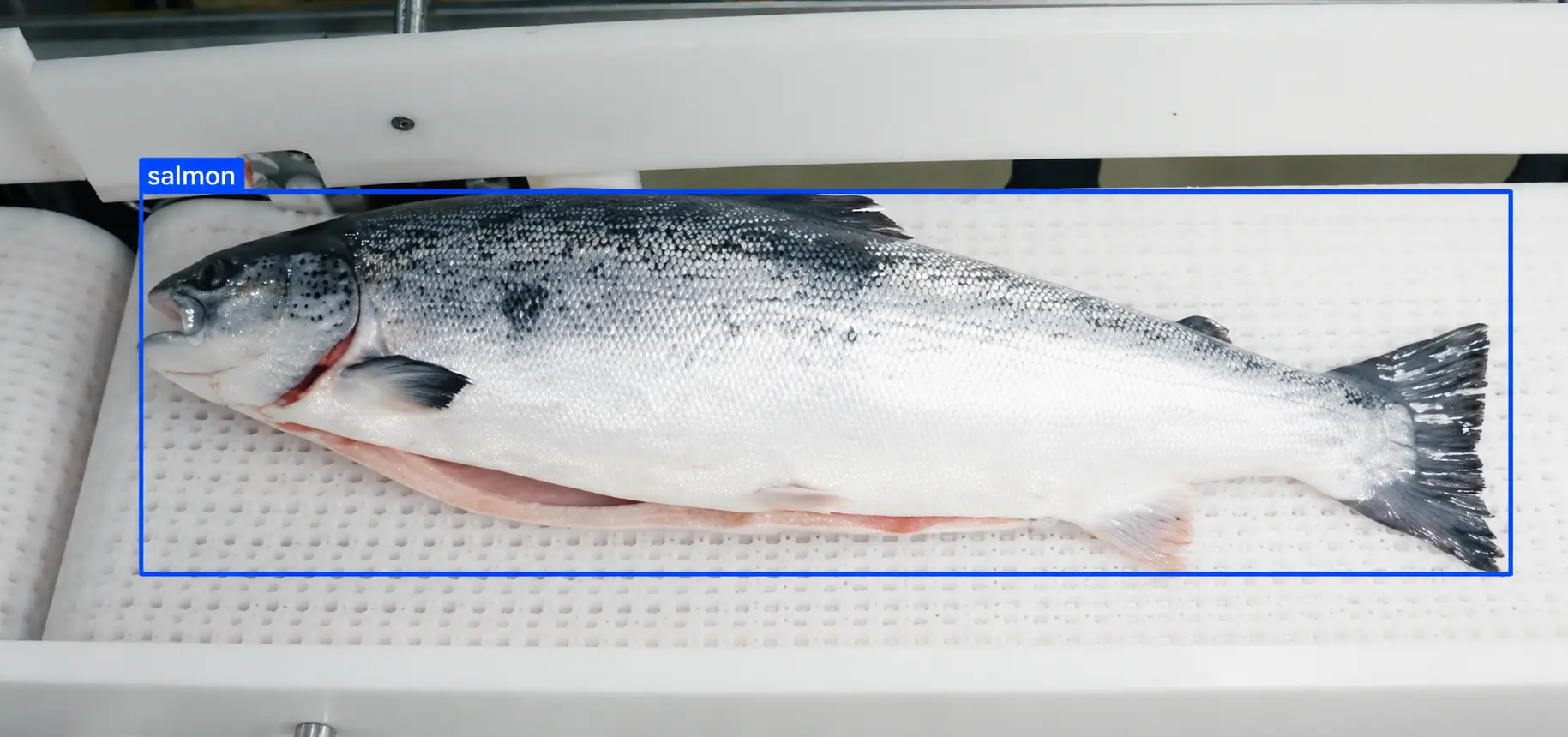 Detección de salmones en línea de proceso con visión artificial